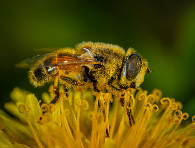 Can Allergies Cause Snoring?